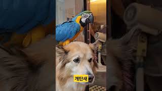개탄 앵무새 #parrot #마카우앵무새 #앵무새청하 #댕댕이 대한이 #개타고춤추는앵무새