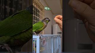 코뉴어앵무새#하봉이#하랑이#식당이모#더빙농장#동물더빙#병맛더빙