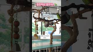 [예삐]칭찬하는 앵무새 ~ #말하는앵무새 #예삐 #parrot #아마존 #칭찬 #아마존 #앵무새키우기