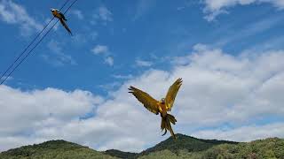 카페지엘 청금강자유비행