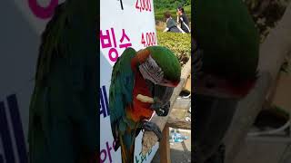 예당호 팥빙수집 앵무새