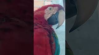 arara vermelha #shorts#