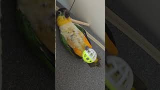 #birds #parrot #cute #crochet …