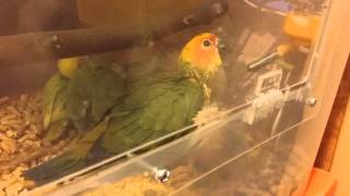 아기 앵무새 볼 급수기로 물 먹는 훈련