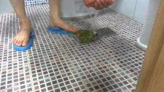 앵무새 목욕하는법. (feat, hahns macaw)