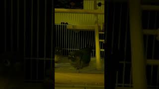 [코뉴어앵무새] 노약자 시청금지