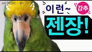앵무새가 이런 말까지 한다고!!! 젠장 ? 된장? / …