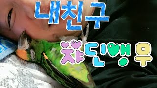 내 친구 쟈딘앵무 쫑쫑이