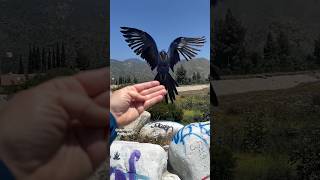 HYACINTH MACAW BABY FREE FLYIN…