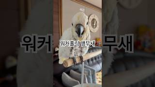 쓸데없이 성실한 롬반장님 