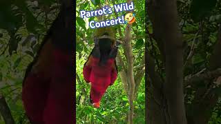 Parrot lover. Singing birdCute bird. #shorts #parrot#wildlife#birdwatching#funnyshorts#parrots