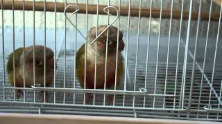 [코뉴어] 파인애플 코뉴어의 새장 탈출 시도 - 2