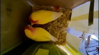 모란앵무새 골든체리 알통 들여다보기 3 (Parrot Baby Bird eat Feeding Video)