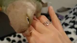 시나몬블루코뉴어