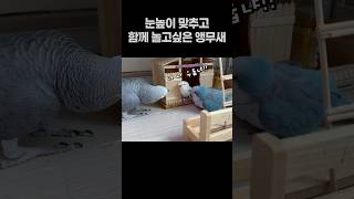 눈높이 맞추고 함께 놀고싶은 앵무새  회색앵무 잠바