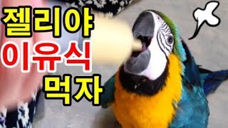 청금강 앵무새 젤리의 이유식 먹방 - 예빌YEBILL