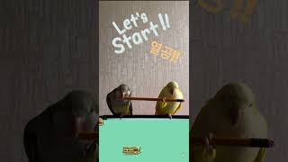 열공하세!! #앵무새 #퀘이커 #parrot #연필뜯기#공부하자