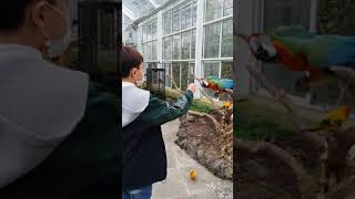 하이브리드 마카우