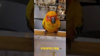 썬코뉴어 끄덕끄덕 #shorts