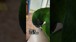 한스마카우 일상 #앵무새 #한스마카우 #앵집사 #반려조…