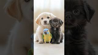 Cutest Puppy and Parrot Best F…