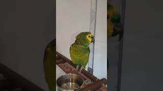 아마존앵무새 중박이 노래 반복재생