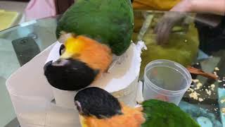 앵무새계의 비글 사고현장