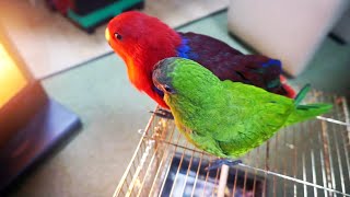 귀여운 아가앵무새들