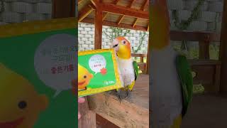 서브웨이 or S오일 승자는?            #앵무새 #parrot #카이큐 #pets #에스오일