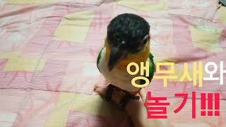 앵무새와 놀기!(큐리/검은머리카이큐)