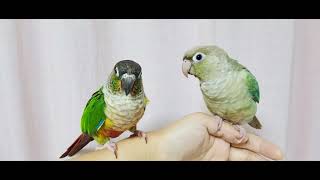 (고화질)예쁜 앵무새 첫만남