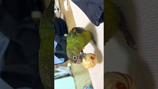 생애 첫 외출이 장거리 이동이 된 쟈딘앵무