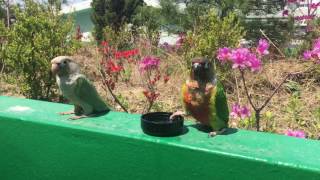 물 먹으라고 줬더니 목욕하는 코뉴어