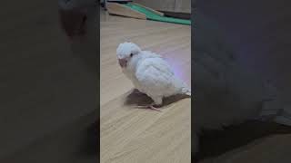 귀여운 아기새                                       #퀘이커 #앵무새 #퀘이커앵무새 #이유조 #가정분양