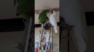 #말하는 앵무새 #아마존앵무새 이큐#하이브리드코카투 이든이 귀욤