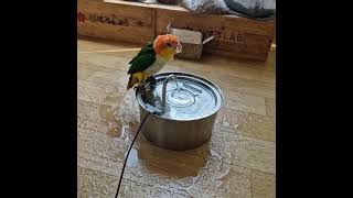 목욕해용 #카이큐 #앵무새 #쇼츠 #birds #shorts #parrot #cute #caique #animals #shortvideo #shorts #かわいい#鳥