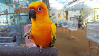 썬코뉴어 앵무새 우리 겸둥이 삼식이~^^♡