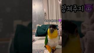 금쪽이 카이큐 #shorts #parrot #caiqu…