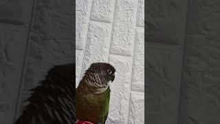초롱♡연두#  엄마가 초롱이  대신 혼내줄게~~ #코뉴어 #반려조 #parrot #birds