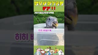 앵무새 아기공룡 퀴즈 !! #インコ #parrot #鸚…