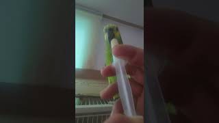 귀농귀촌 아마존앵무새 이유식먹기