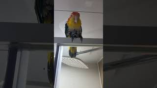 카이큐 키우지 마세요