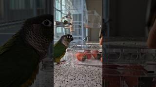 코뉴어앵무새#동물더빙#하랑이#하봉이