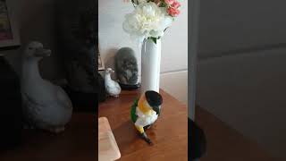 Black Headed Caique