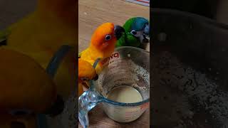 한스마카우, 썬코뉴어 앵무새