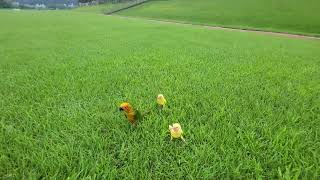 처음 산책나온 앵무새 . 앵무둥절 .#앵무새 #산책앵이 #코뉴어 #썬코뉴어 #모란앵무