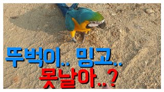 청금강 앵무새 밍고.. 뚜벅뚜벅.. 윙컷?