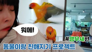 앵무새, 나랑 친구하자 (ft. 양평 여행 앵무새카페 '마카우')