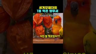 세계모델대회1등 먹은 앵무새