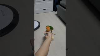 앵무새 돌아 훈련중 #parrot #노란머리카이큐 #앵…
